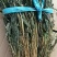 烘干雪里红（整条精品）搜：才建干菜批发销售
