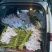 【推荐】新鲜荷花莲花花苞现采现发，一件代发