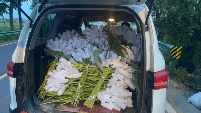 【推荐】新鲜荷花莲花花苞现采现发，一件代发