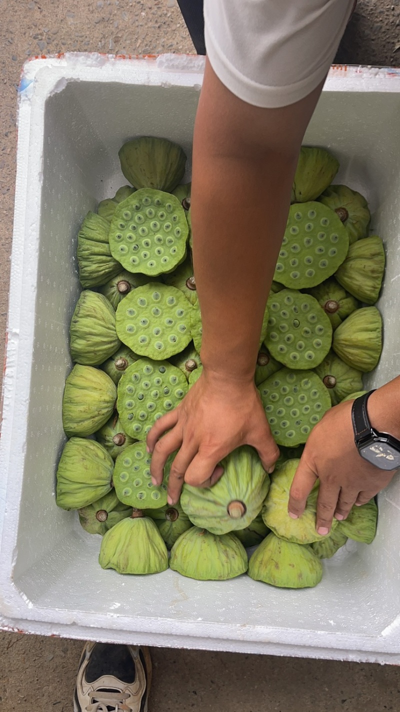 【推荐】水果莲蓬，新鲜莲蓬，颗粒饱满大量现货欢迎采购