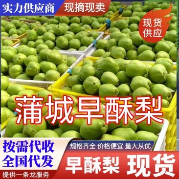 《蒲城酥梨》早酥梨基地现货供应青皮梨绿皮梨全国代发