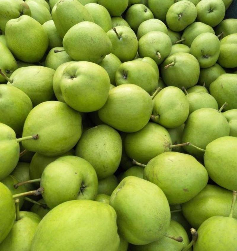 《蒲城酥梨》早酥梨基地现货供应青皮梨绿皮梨全国代发