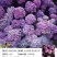 代做组培苗-木本草本植物都可以公司是做组培研发新品