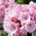 代做组培苗-木本草本植物都可以公司是做组培研发新品