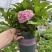 代做组培苗-木本草本植物都可以公司是做组培研发新品