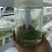 代做组培苗-木本草本植物都可以公司是做组培研发新品