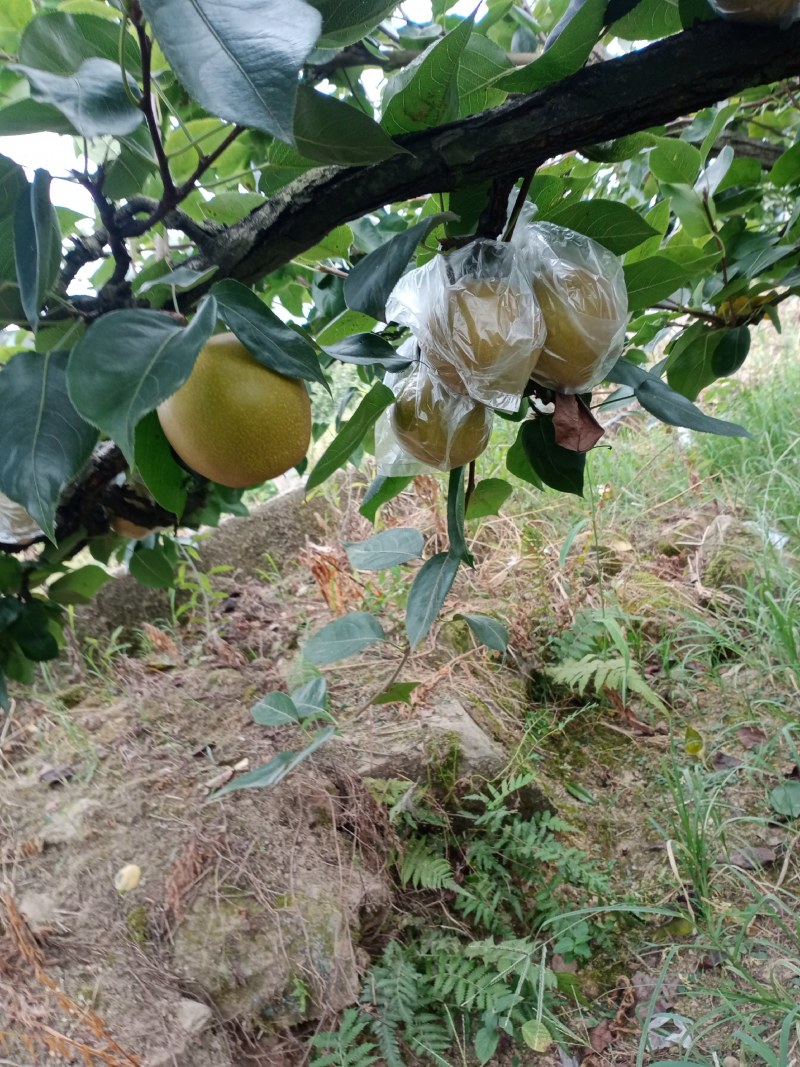 夏氏黄花梨皮薄细嫩，吃起化渣，超甜