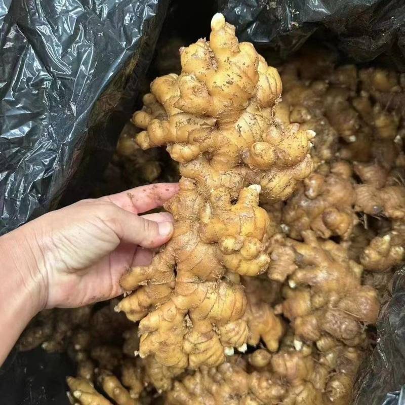 常年供应大黄姜，小黄姜，姜把，水洗姜，电商社区团购，全国