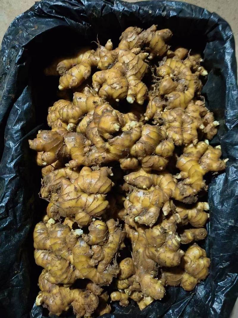 常年供应大黄姜，小黄姜，姜把，水洗姜，电商社区团购，全国