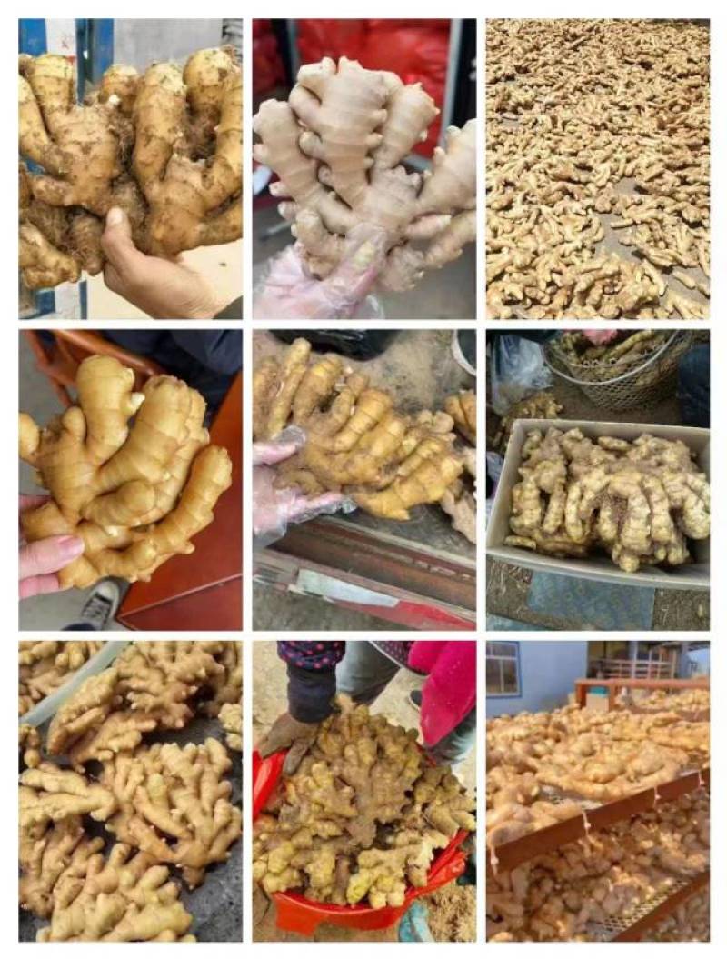 常年供应大黄姜，小黄姜，姜把，水洗姜，电商社区团购，全国