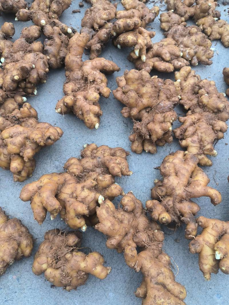 常年供应大黄姜，小黄姜，姜把，水洗姜，电商社区团购，全国