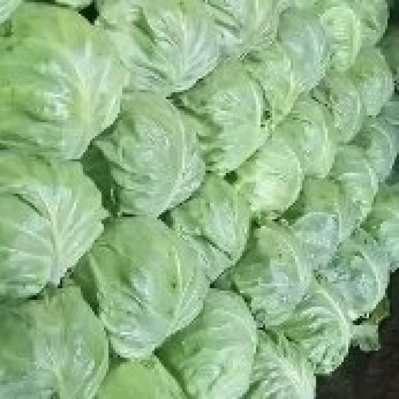 甘蓝