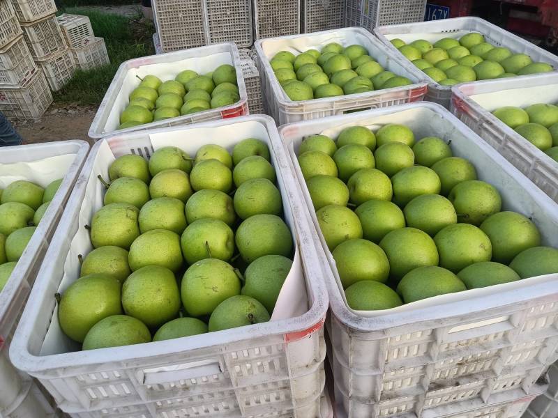 精品青黄冠梨，核小无渣，口感脆甜，需要的联系