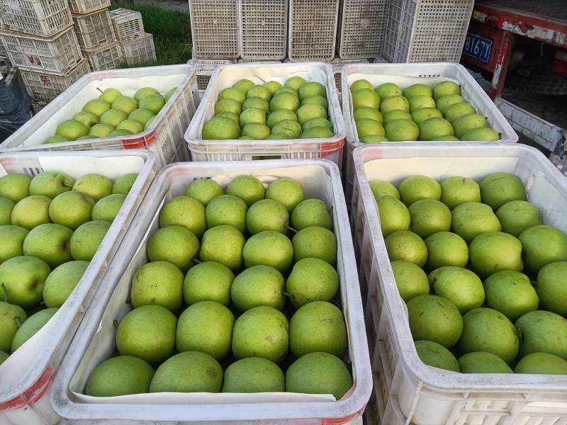 精品青黄冠梨，核小无渣，口感脆甜，需要的联系