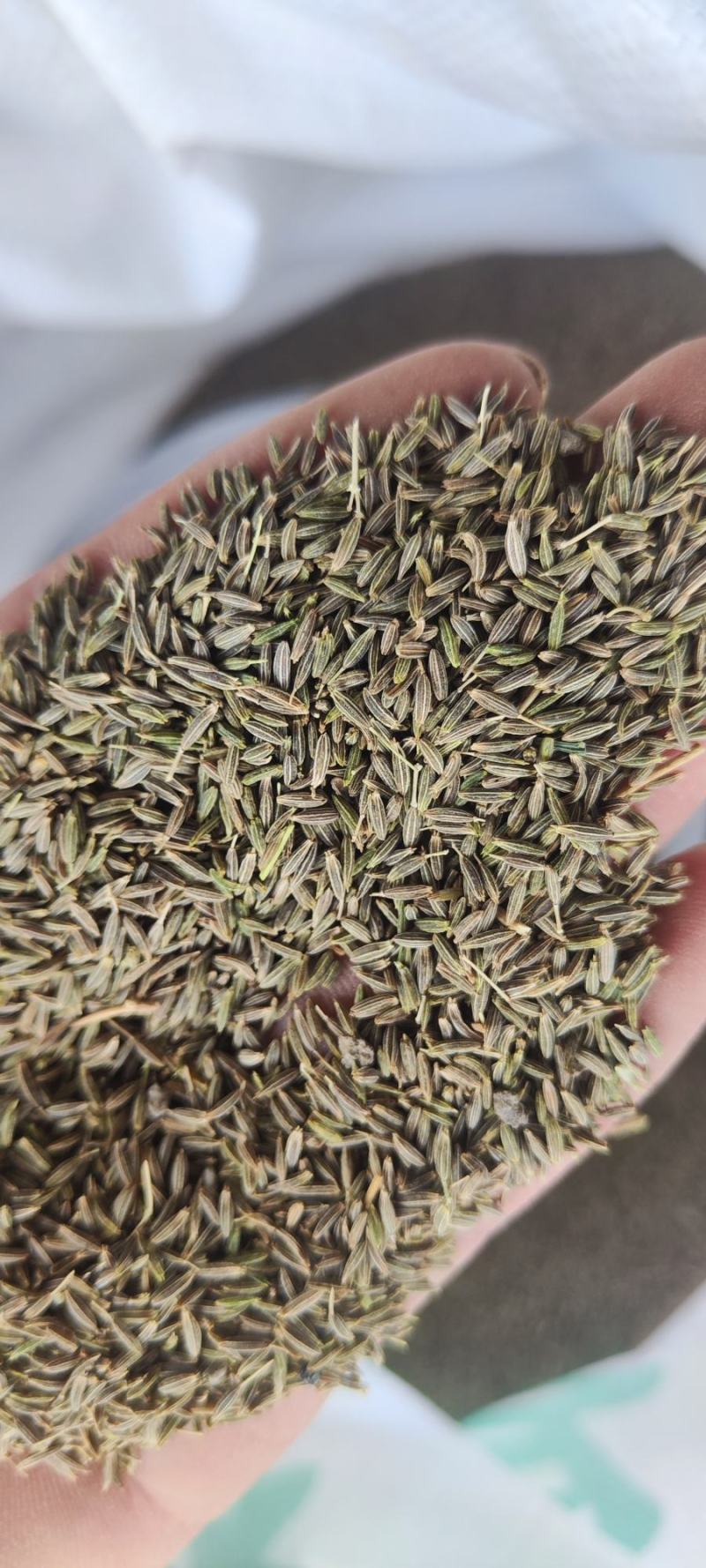 新疆孜然产地价