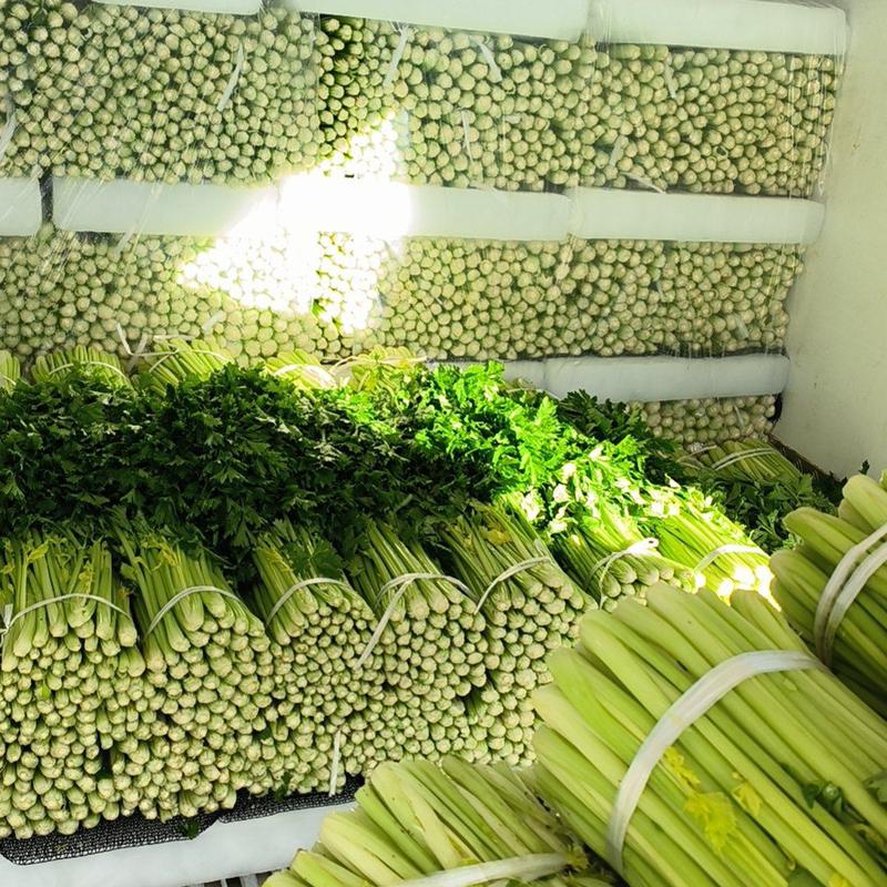 精品芹菜宁夏西吉高原地带的冷链蔬菜，大量上市