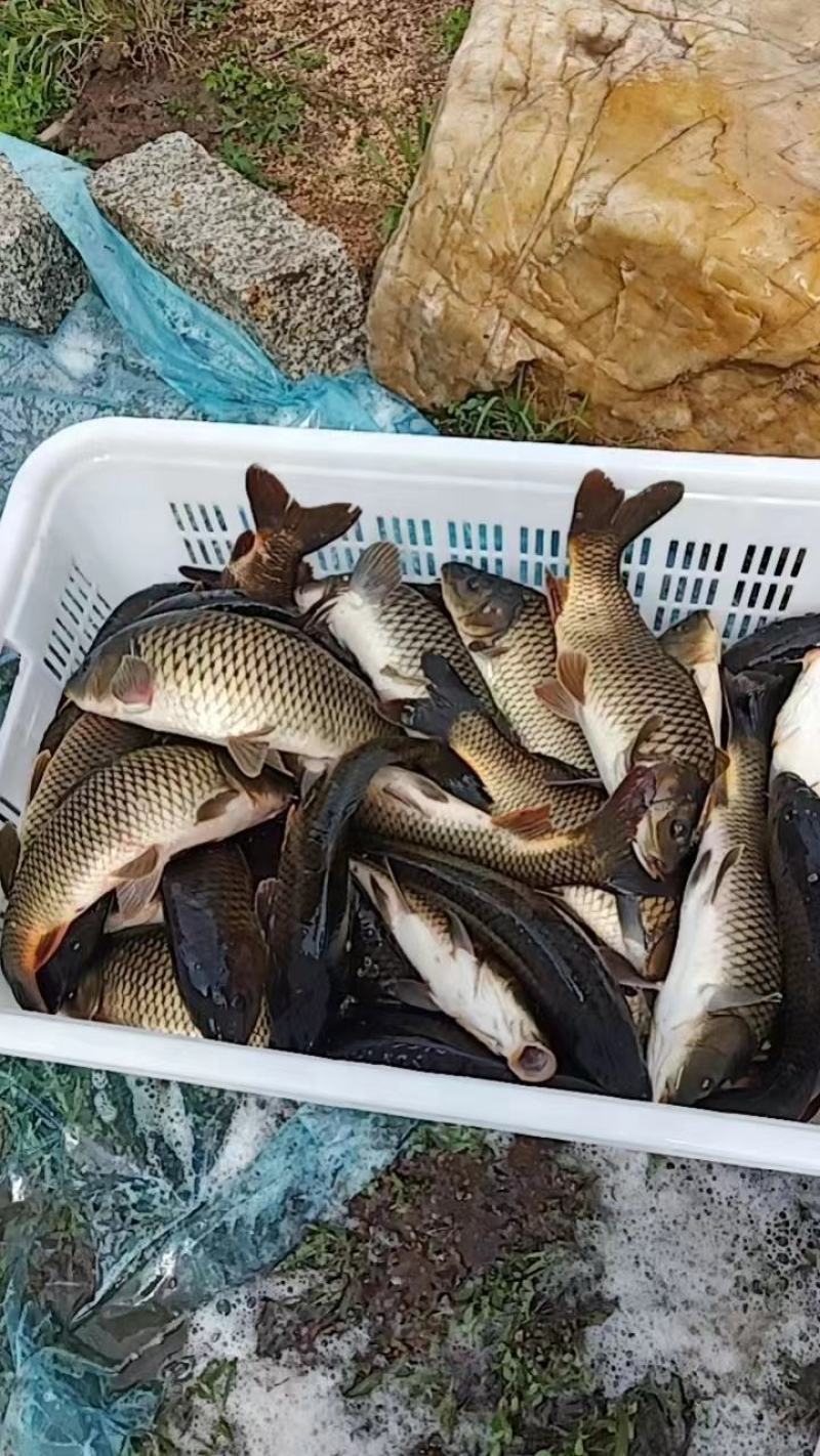 鲤鱼鲫鱼