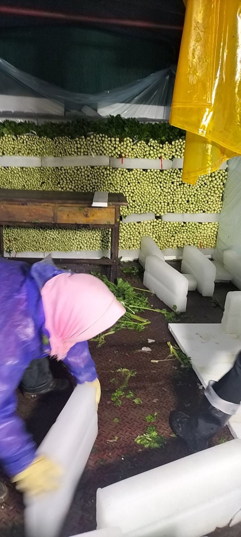 精品芹菜宁夏西吉高原地带的冷链蔬菜，大量上市