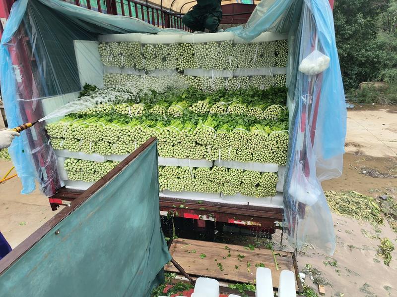 精品芹菜宁夏西吉高原地带的冷链蔬菜，大量上市