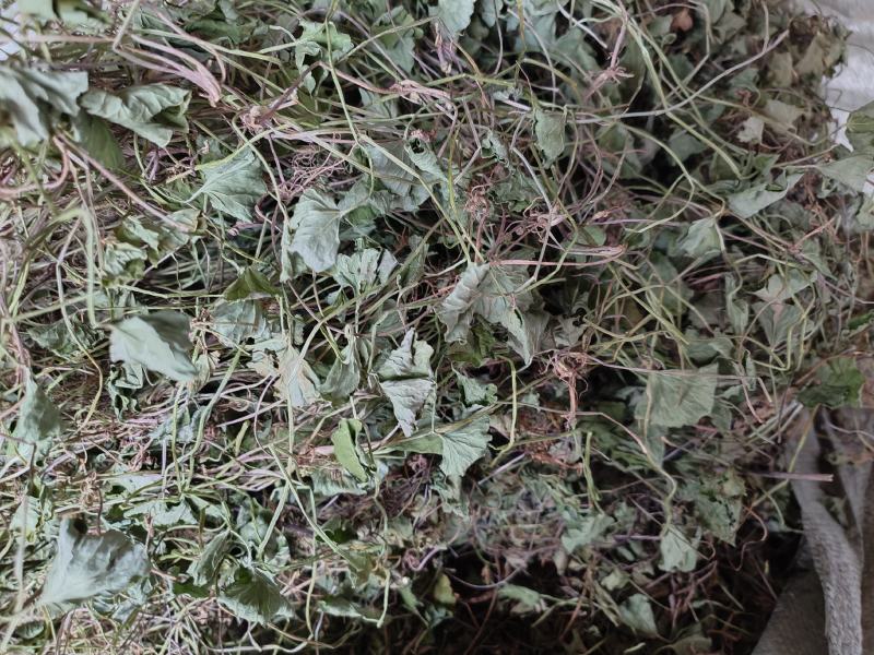 【热卖】野生新产积雪草干货全干农村高品质货源