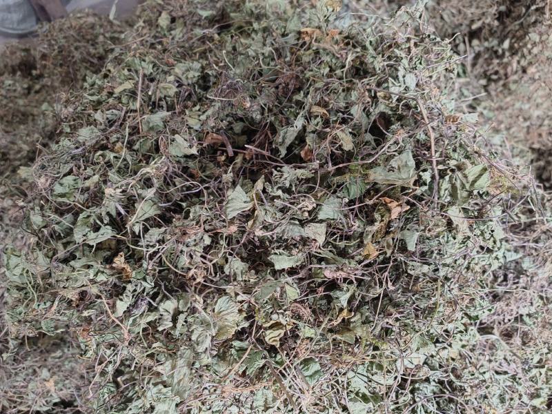 【热卖】野生新产积雪草干货全干农村高品质货源