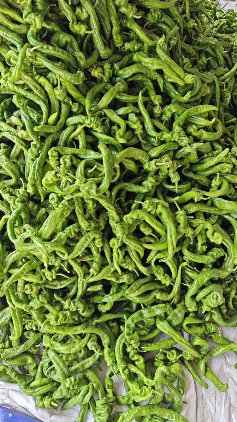 青椒/辣椒/牛角椒/螺丝椒/圆椒/皱皮椒/大量供应/