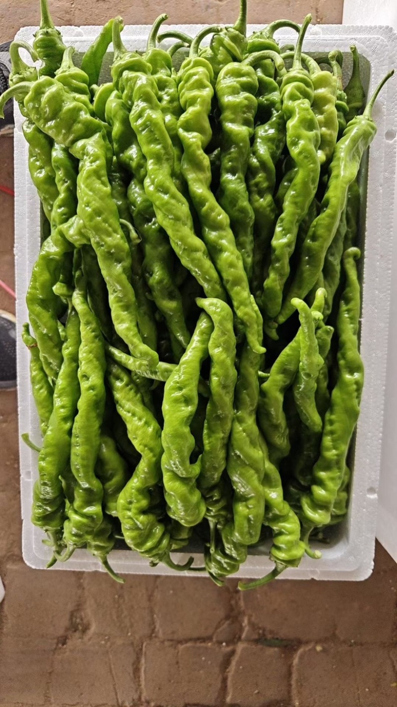 青椒/辣椒/牛角椒/螺丝椒/圆椒/皱皮椒/大量供应/