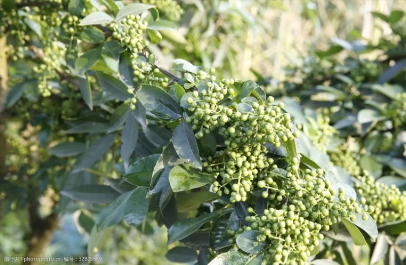 推荐四川凉山青花椒红花椒花椒质量上乘产地直发