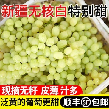 【包邮包赔】新疆吐鲁番无核白葡萄,一件代发!
