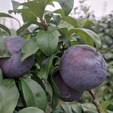 李子，黑宝石李子，个大，纯甜，耐贮藏，耐运输