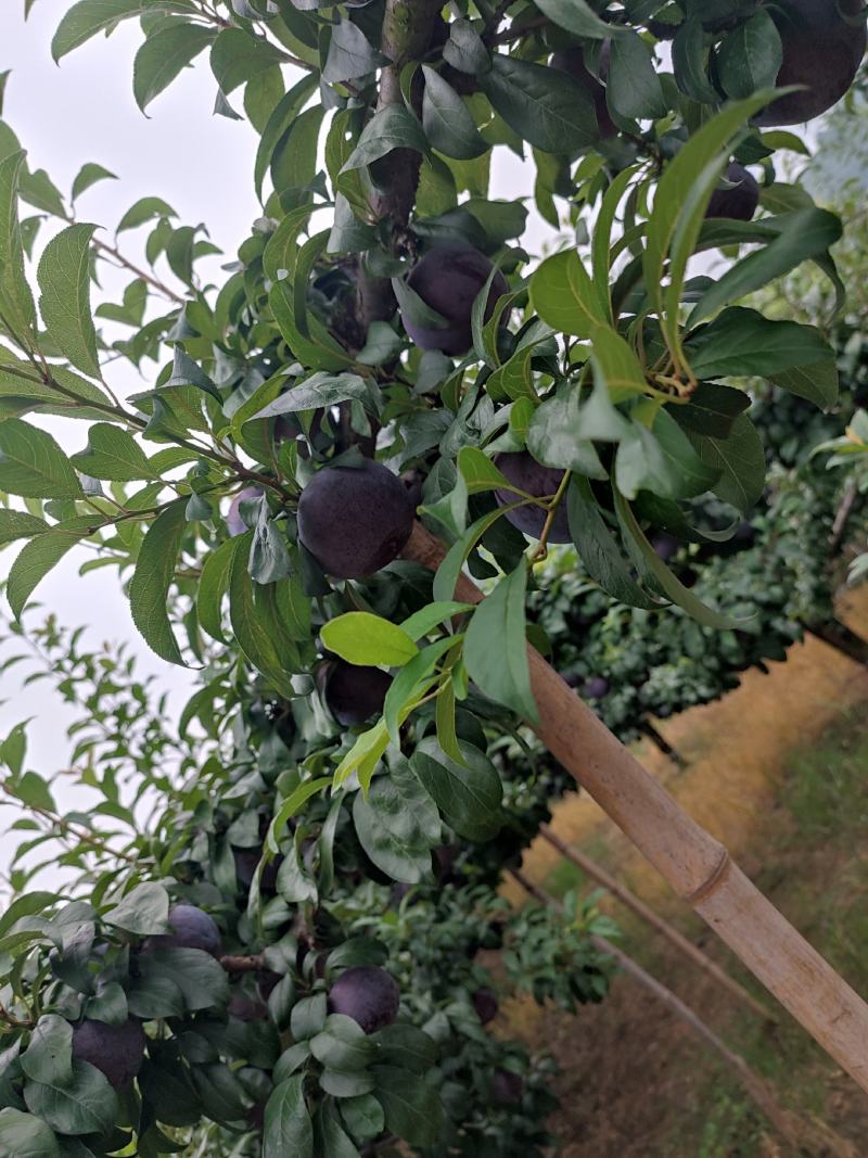 李子，黑宝石李子，个大，纯甜，耐贮藏，耐运输