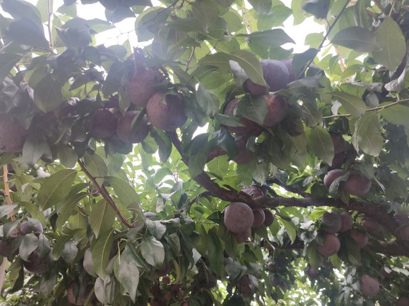 李子，黑宝石李子，个大，纯甜，耐贮藏，耐运输