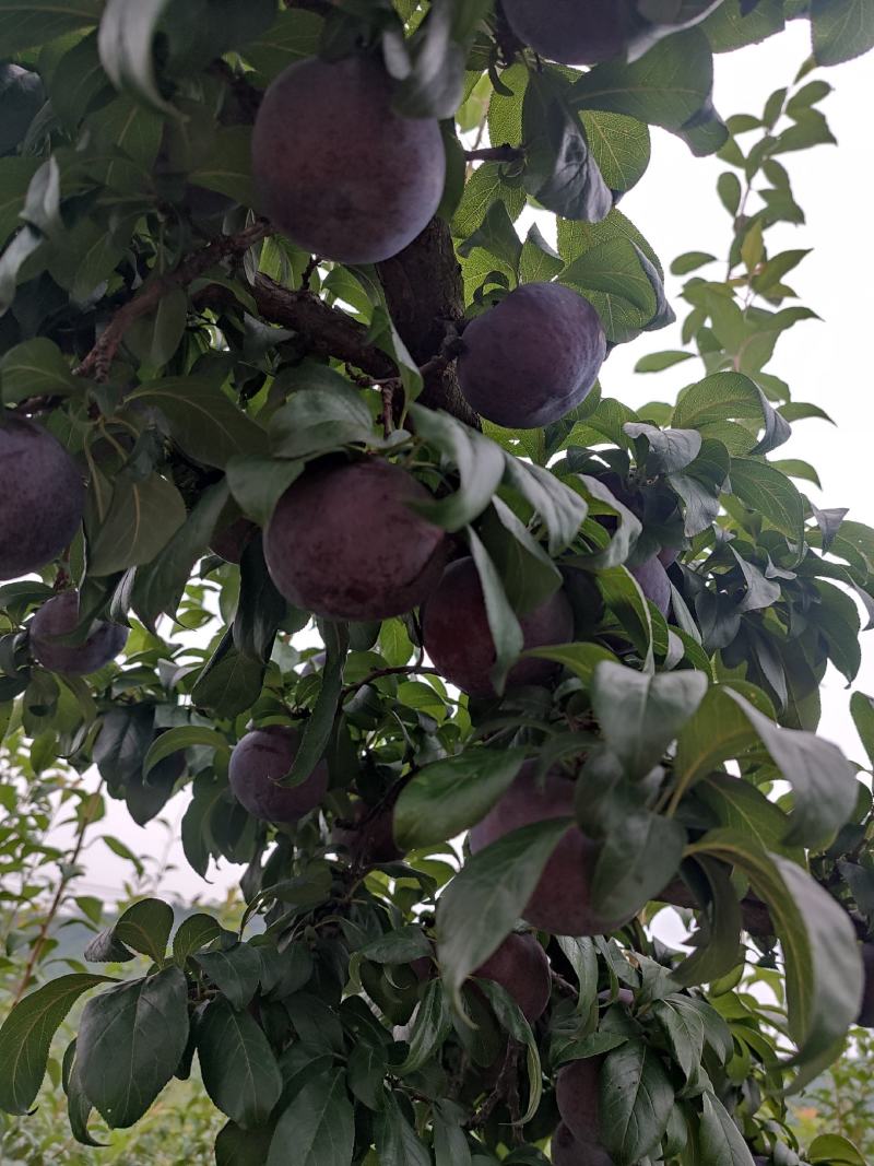 李子，黑宝石李子，个大，纯甜，耐贮藏，耐运输