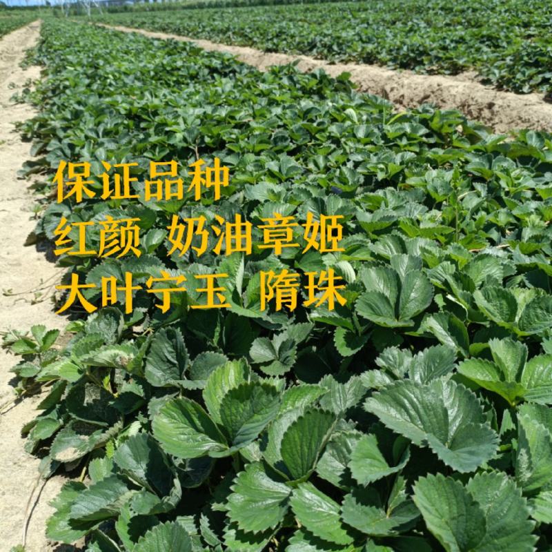 香野草莓苗哪里有，隋珠草莓苗品种分析