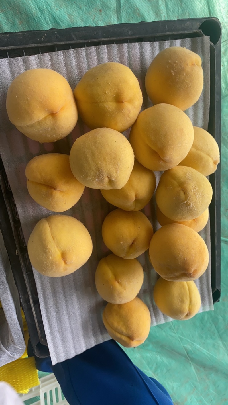 精品套袋锦绣黄桃