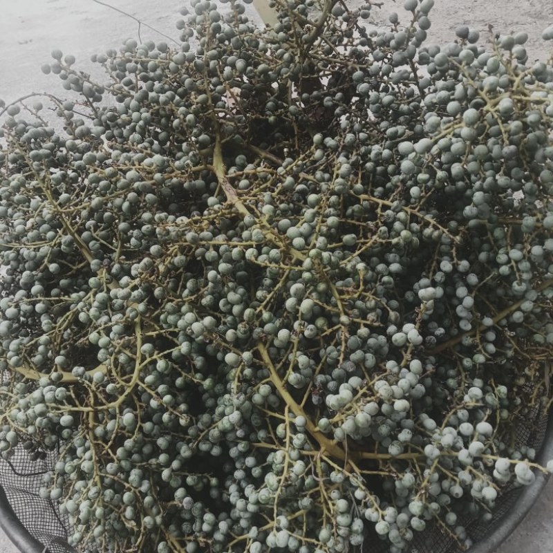 薄壳油棕产地一手货源，质量保证，量大从优，原地发货，