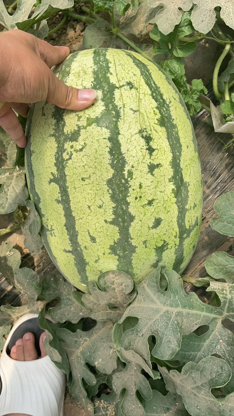 【实力推荐】硒砂瓜石头里的西瓜，产地直发。