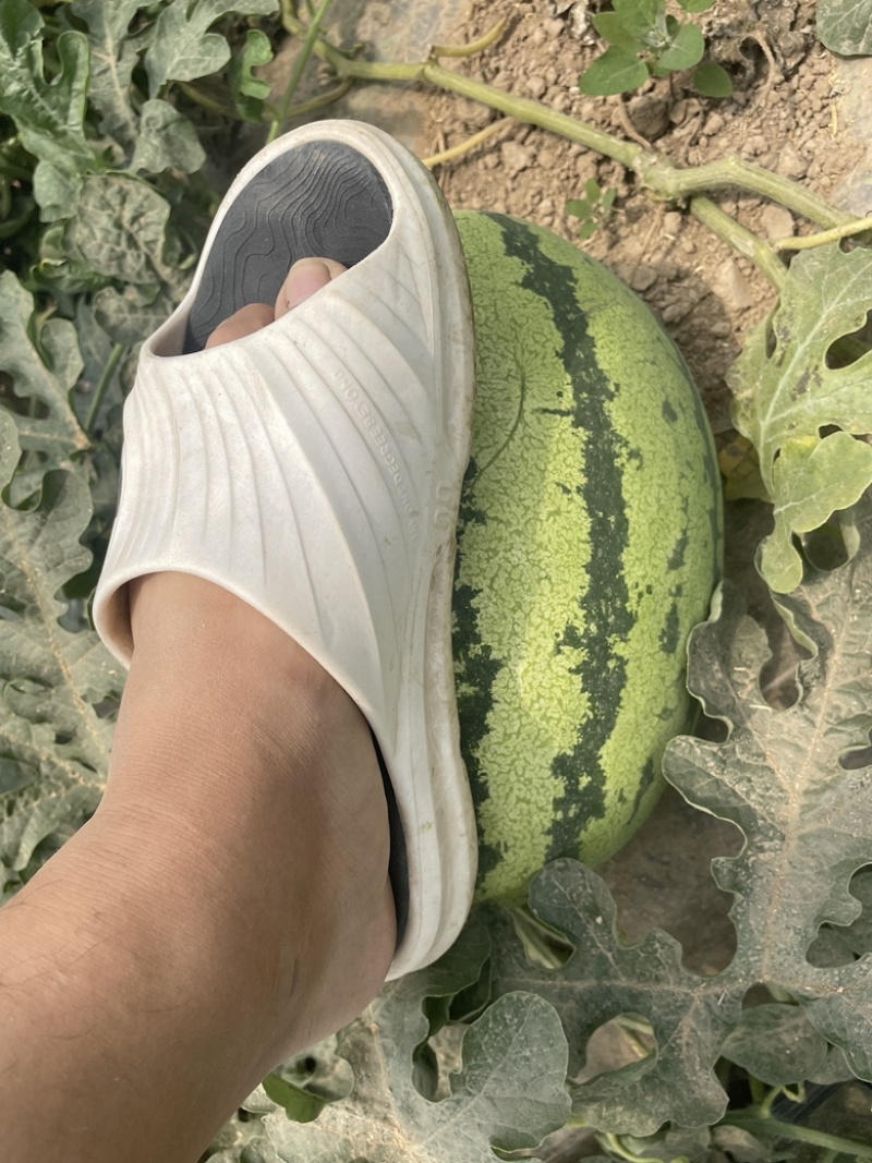 【实力推荐】硒砂瓜石头里的西瓜，产地直发。