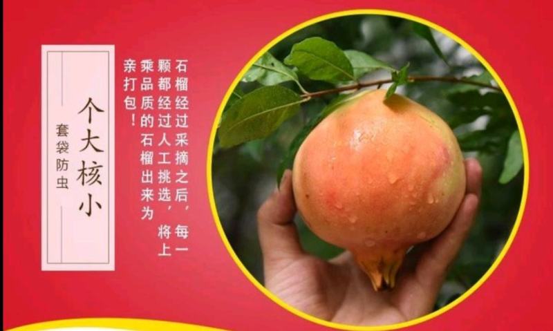会理石榴又大又红