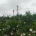 会理石榴又大又红
