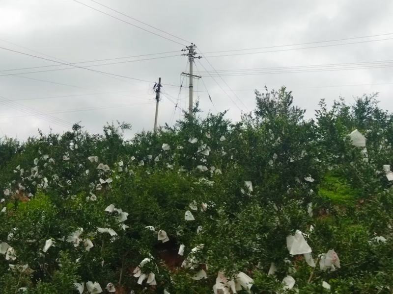 会理石榴又大又红