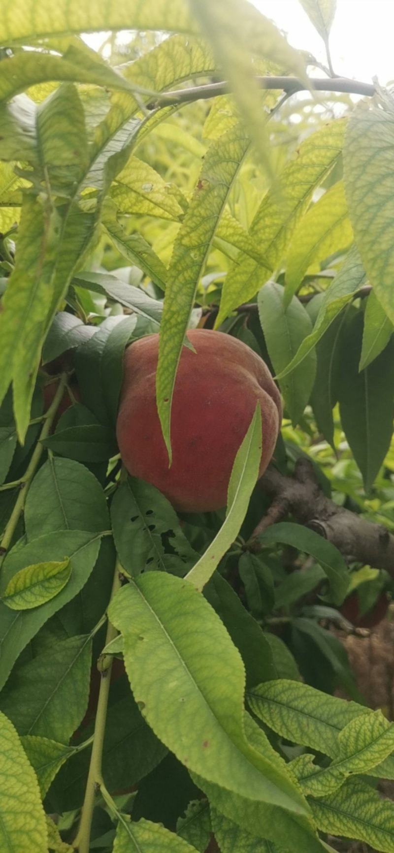 沙红