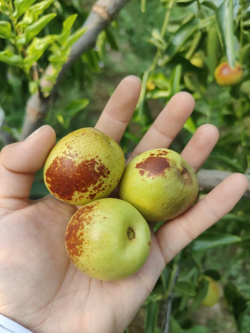 大荔冬枣