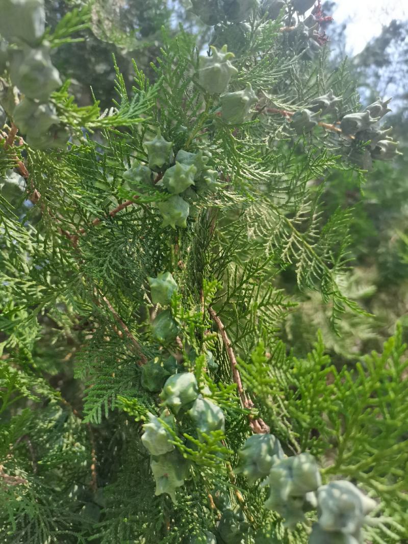 柏树籽