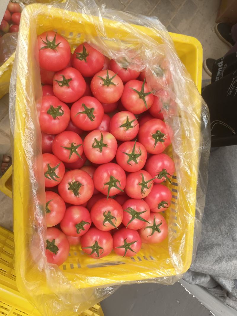 硬粉西红柿