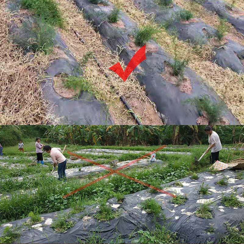 五指毛桃除草剂除禾阔叶莎草香附子日本草臭草刺儿菜精喹禾灵