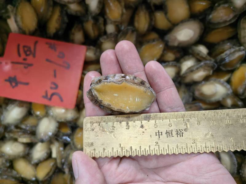 鲍鱼串鲍鱼串串鲍鱼批发鲍鱼肉全规格支持定制贴牌生产