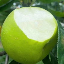 皇冠梨