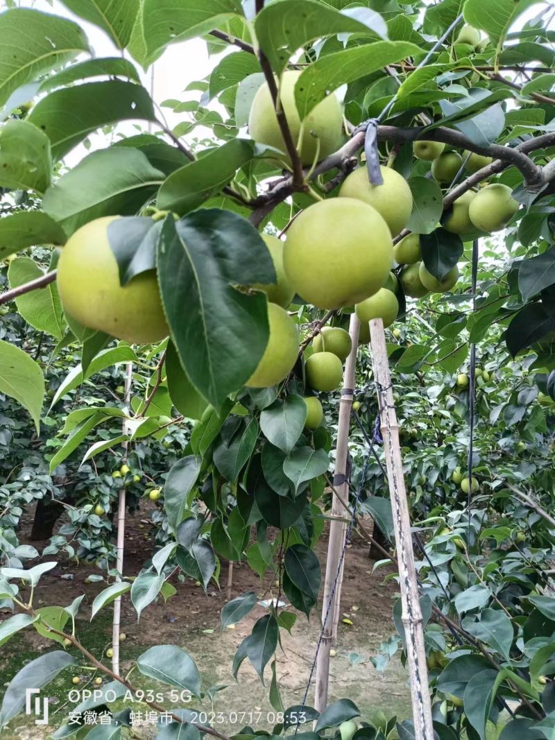 皇冠梨