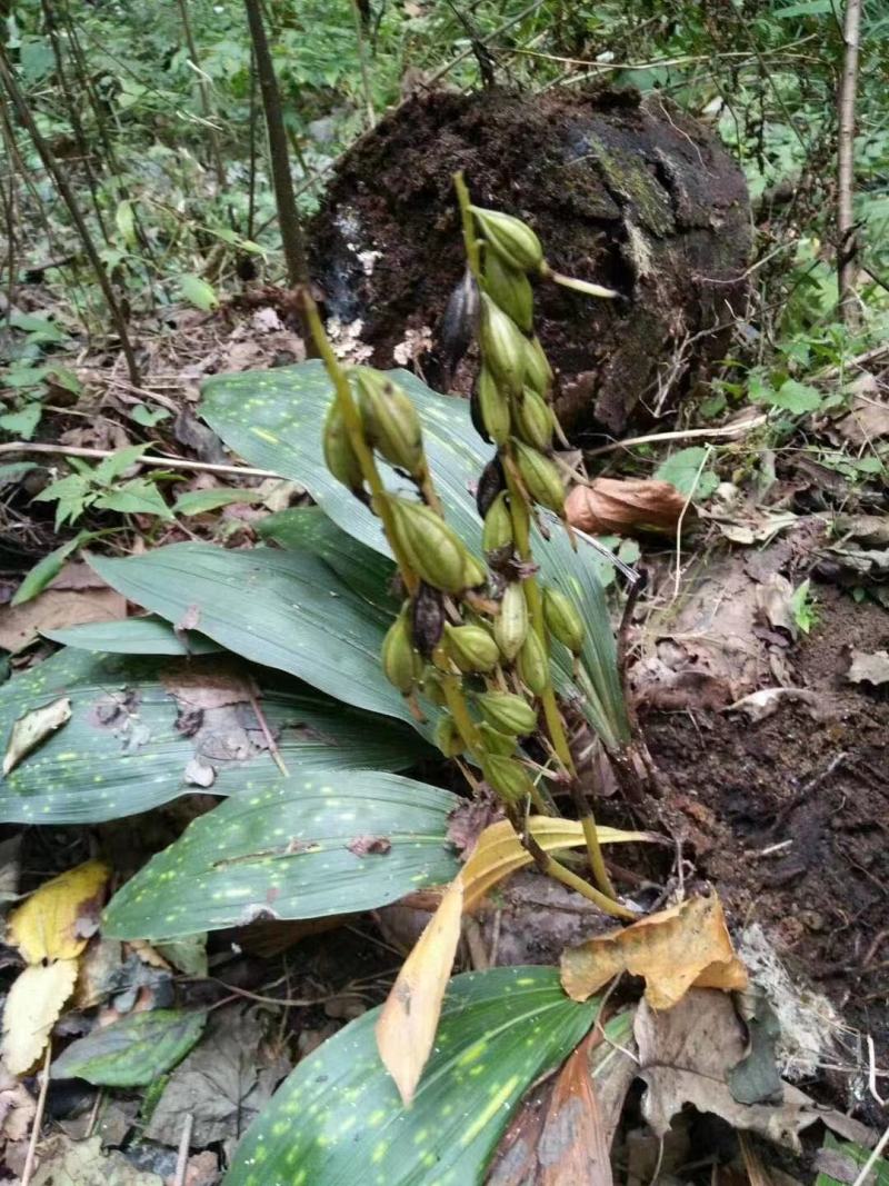 毛慈菇种苗长期提供，量大价格可议，产地直销，代发全国